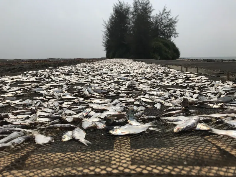 কুয়াকাটার শুঁটকি