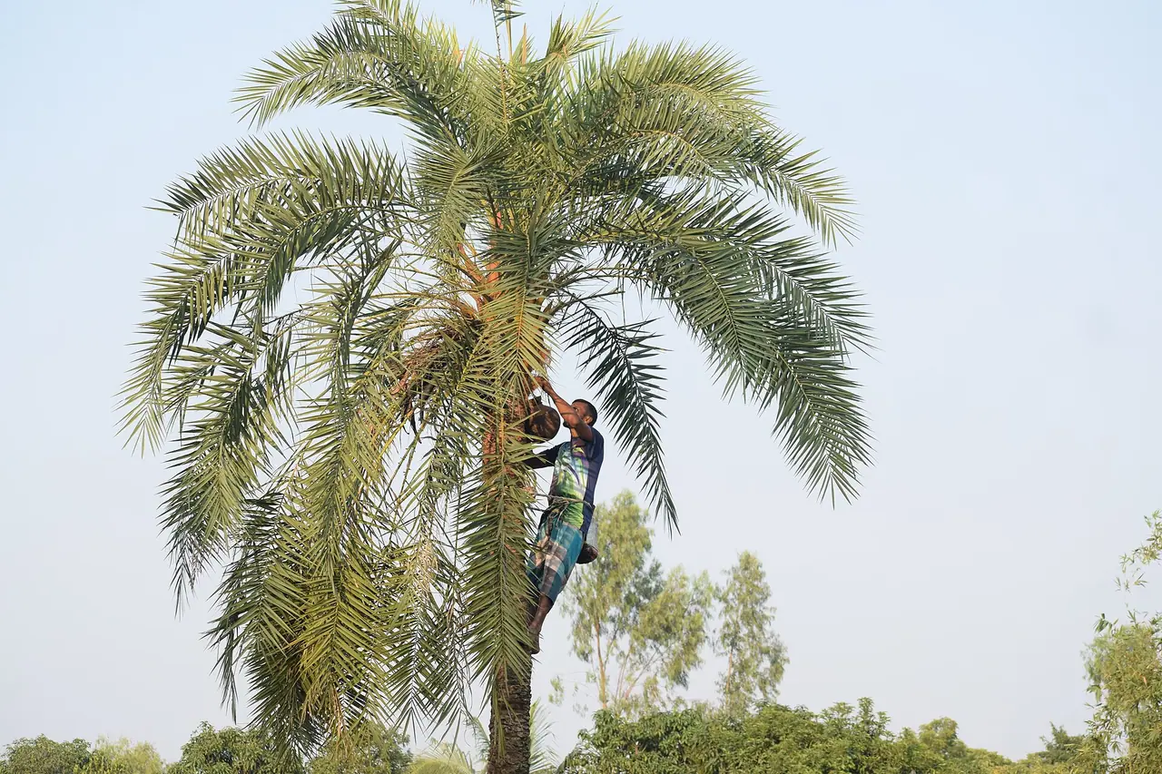 Date Palm Molasses (Khejur Gur)