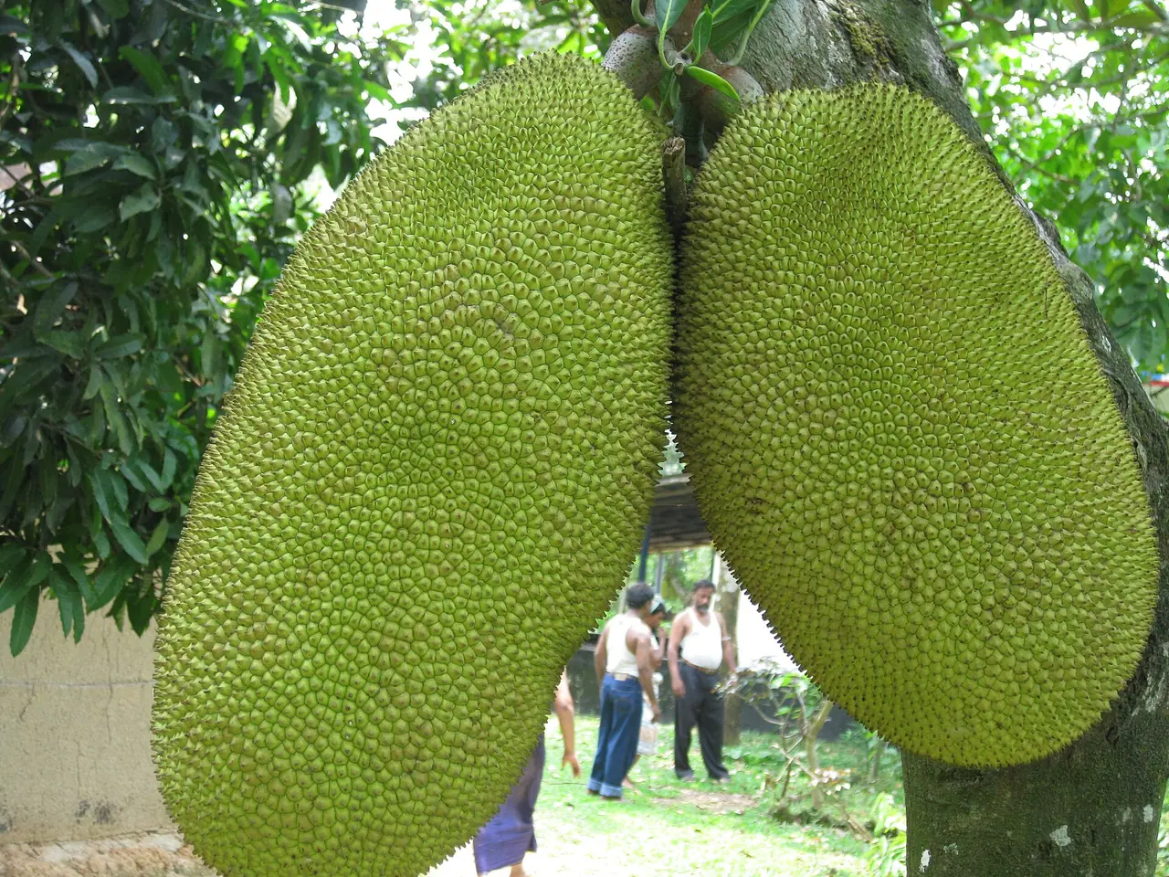 গাজীপুরের কাঁঠাল
