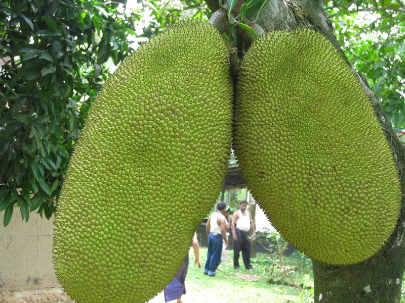গাজীপুরের কাঁঠাল