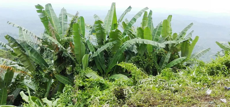 পাহাড়ি পেঁপে, কলা ও আম