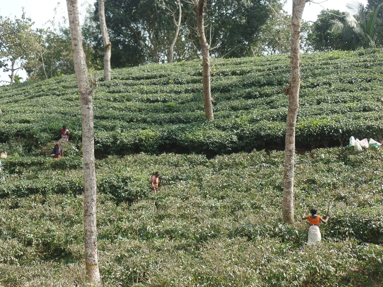 শ্রীমঙ্গলের চা বাগান