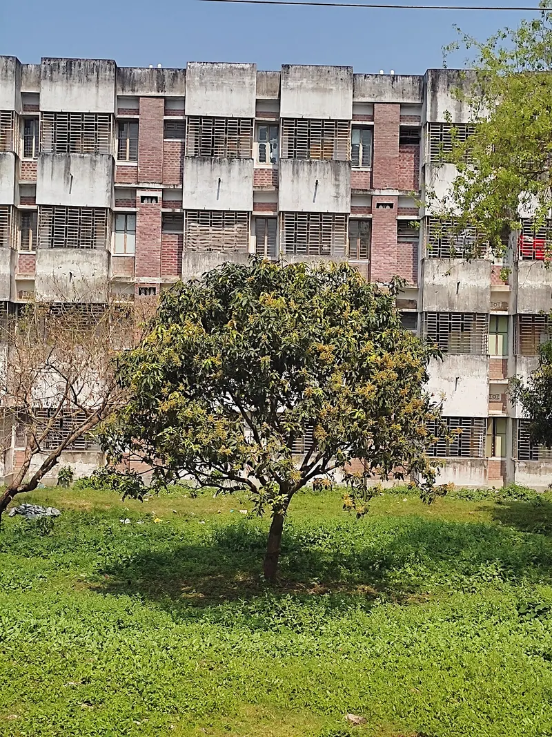 রাজশাহীর আম