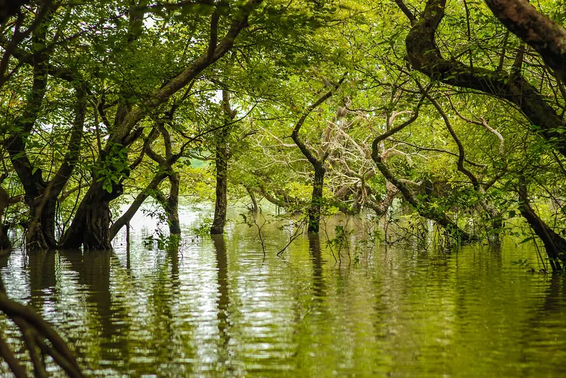 রাতারগুল জলাবন