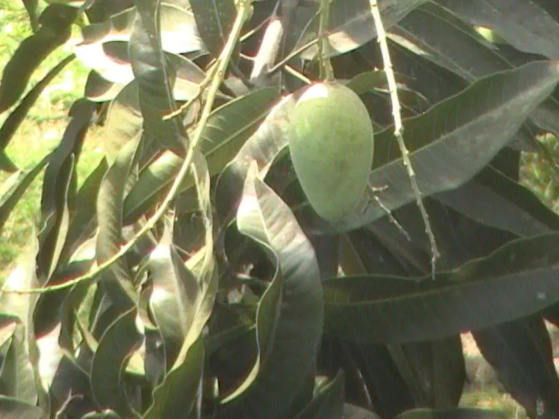 Surjapuri Mango