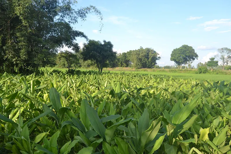 ধর্মপালের গড়