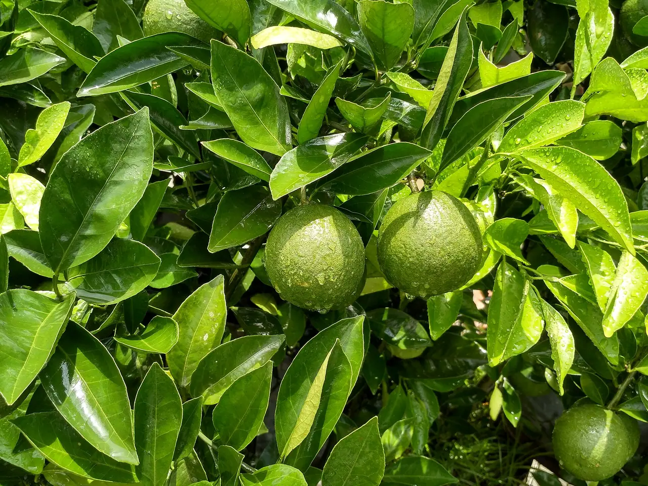 Rangamati Hill Orange