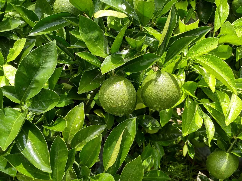 Rangamati Hill Orange