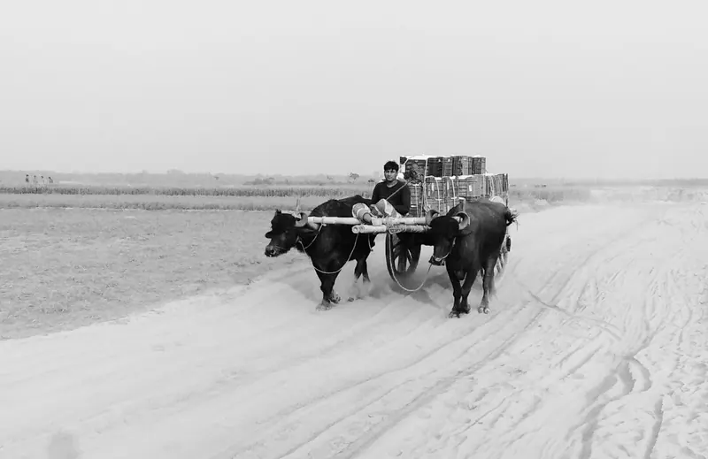 চরের মহিষের বাথান