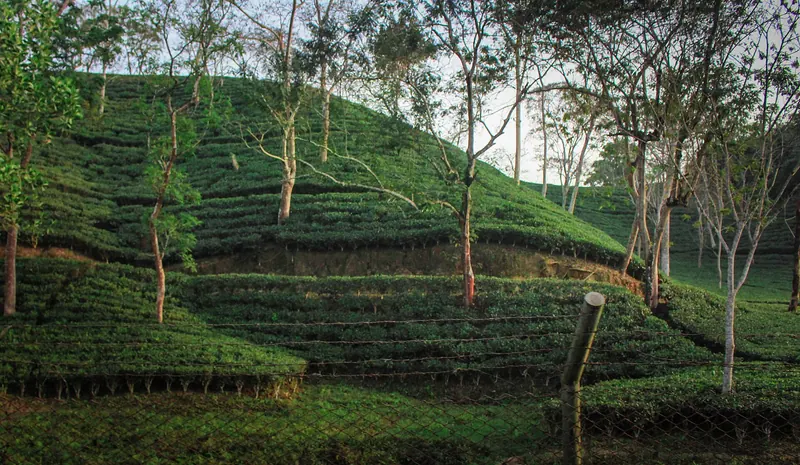 মালনীছড়া চা বাগান