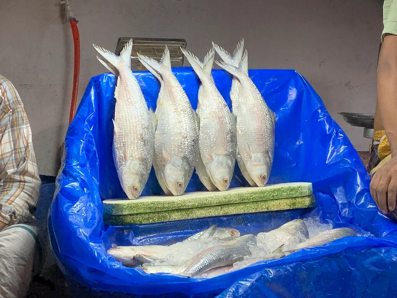 জোড়া ইলিশের মেলা