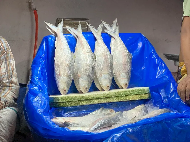 জোড়া ইলিশের মেলা