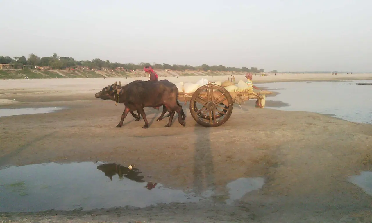 চরের মহিষের বাথান