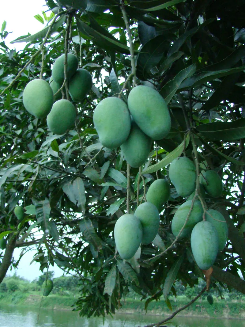 সাতক্ষীরার আম