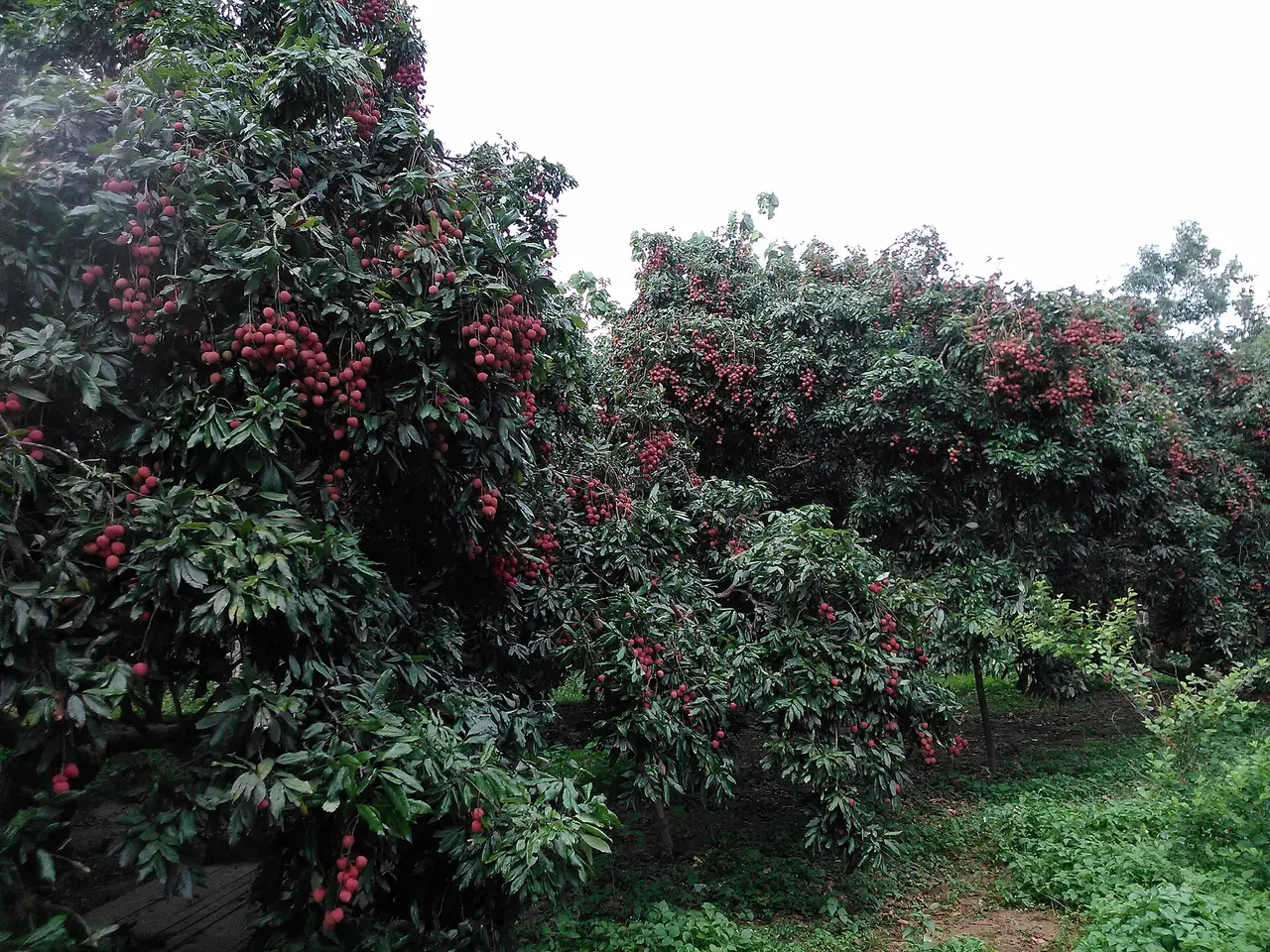কাপাসিয়ার লিচু