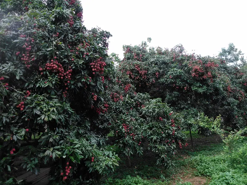 কাপাসিয়ার লিচু