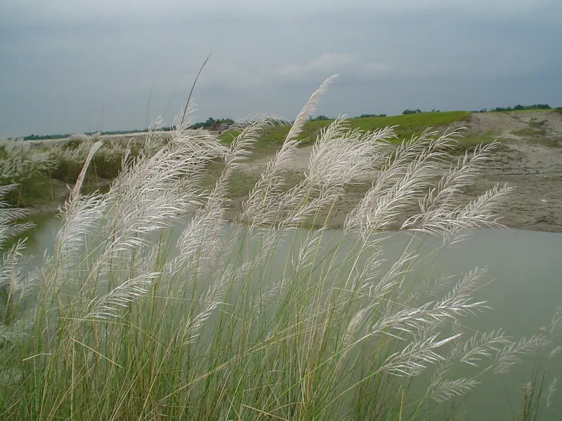 ধরলা সেতু ও নদীর পাড়